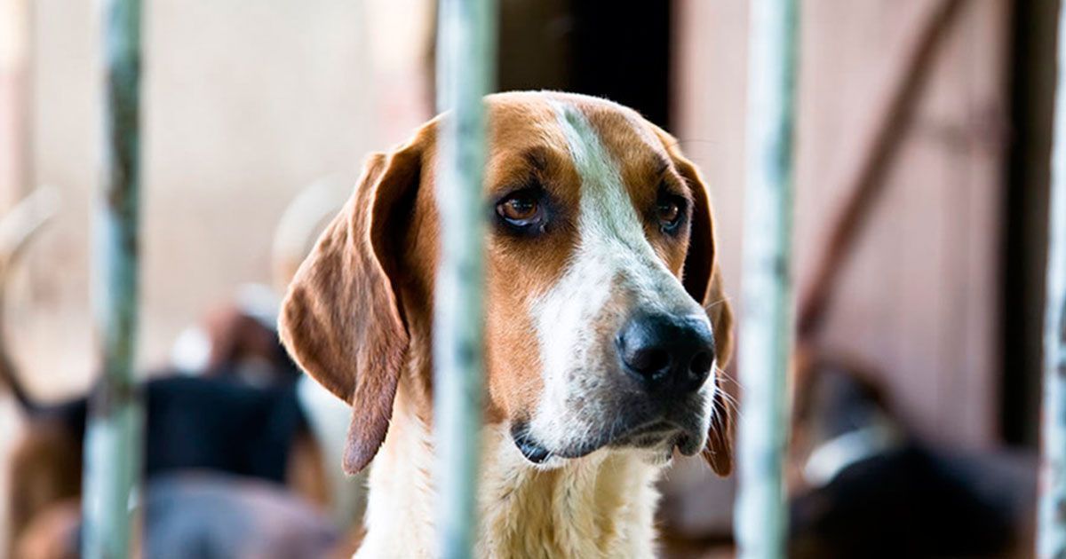 Piden justicia para los animales