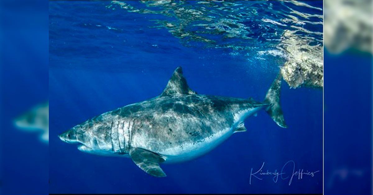 Encuentran al tiburón blanco más grande del mundo