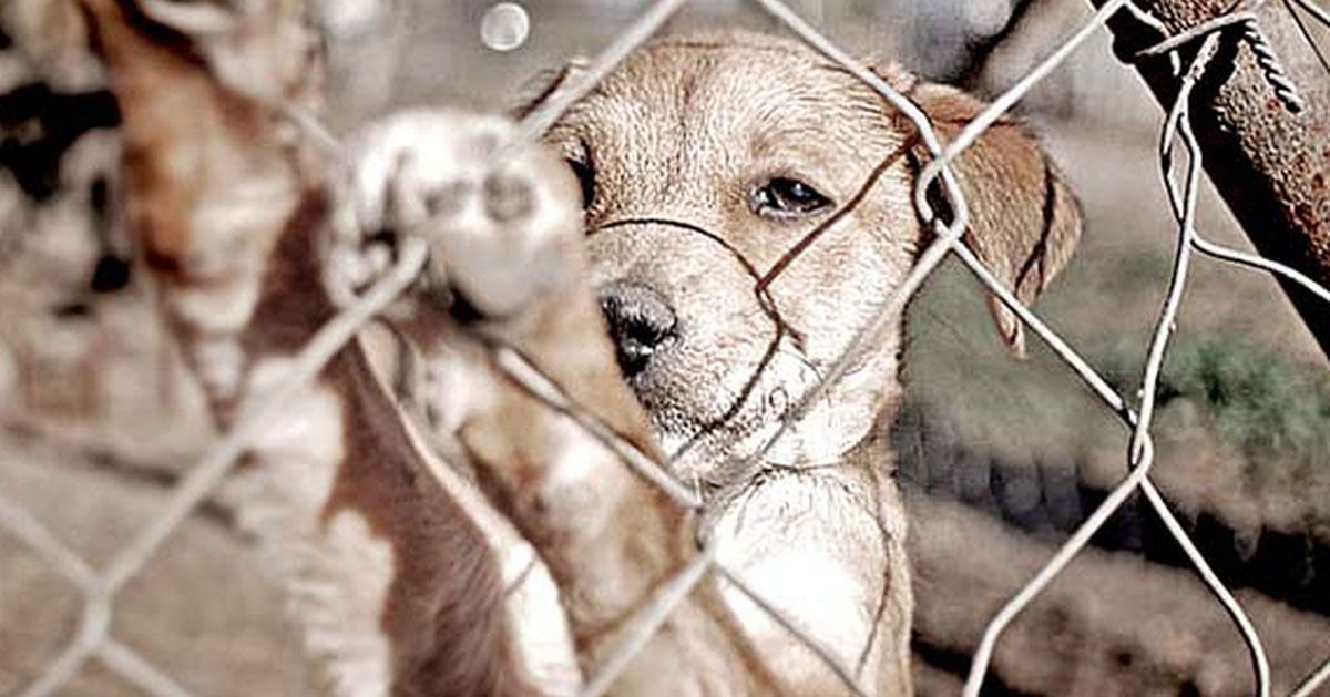 Solicitan a las autoridades atender maltrato animal en Cuautla