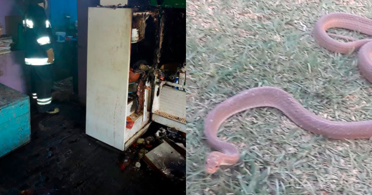 Atiende PC reportes de incendios y reptiles en Cuernavaca