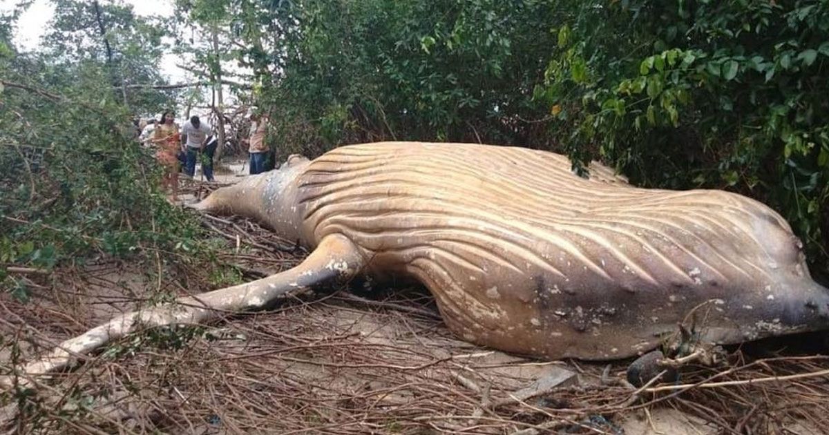 Hallan muerta a ballena jorobada
