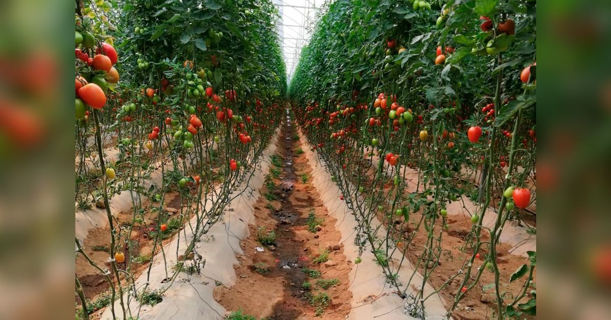 Buscan certificar a productores de jitomate