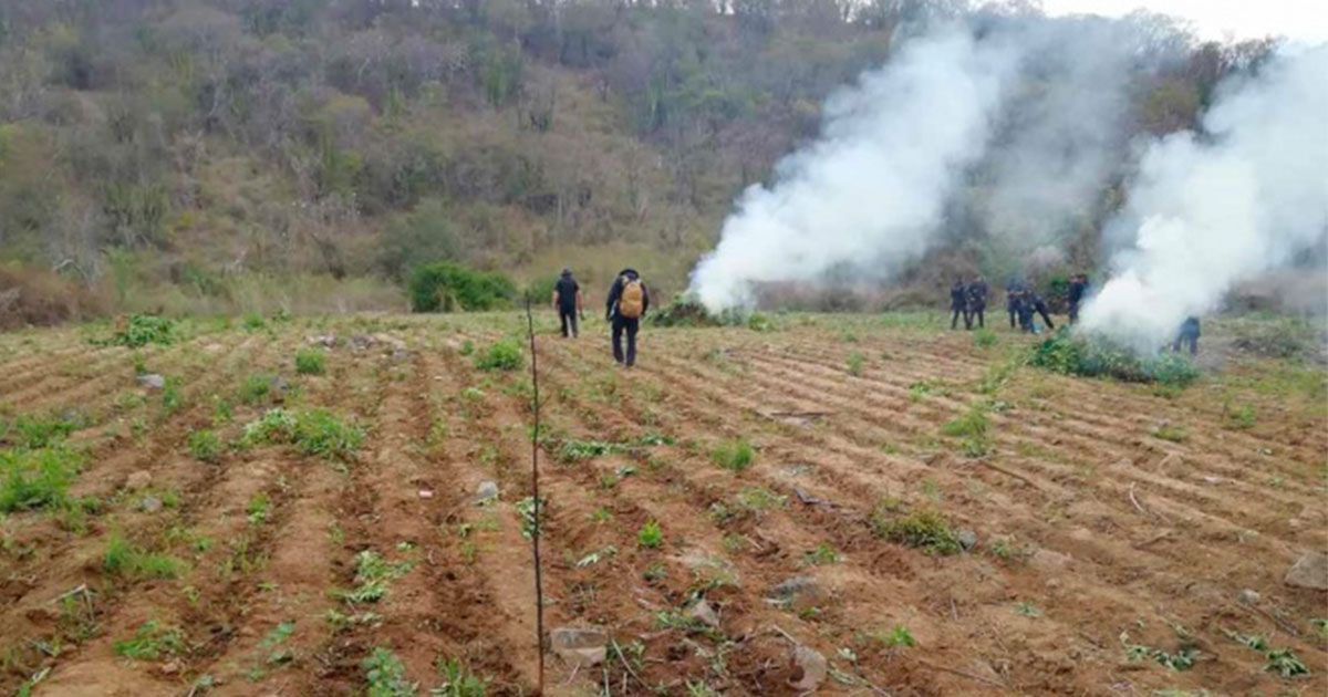 Queman 78 toneladas de marihuana en Sonora