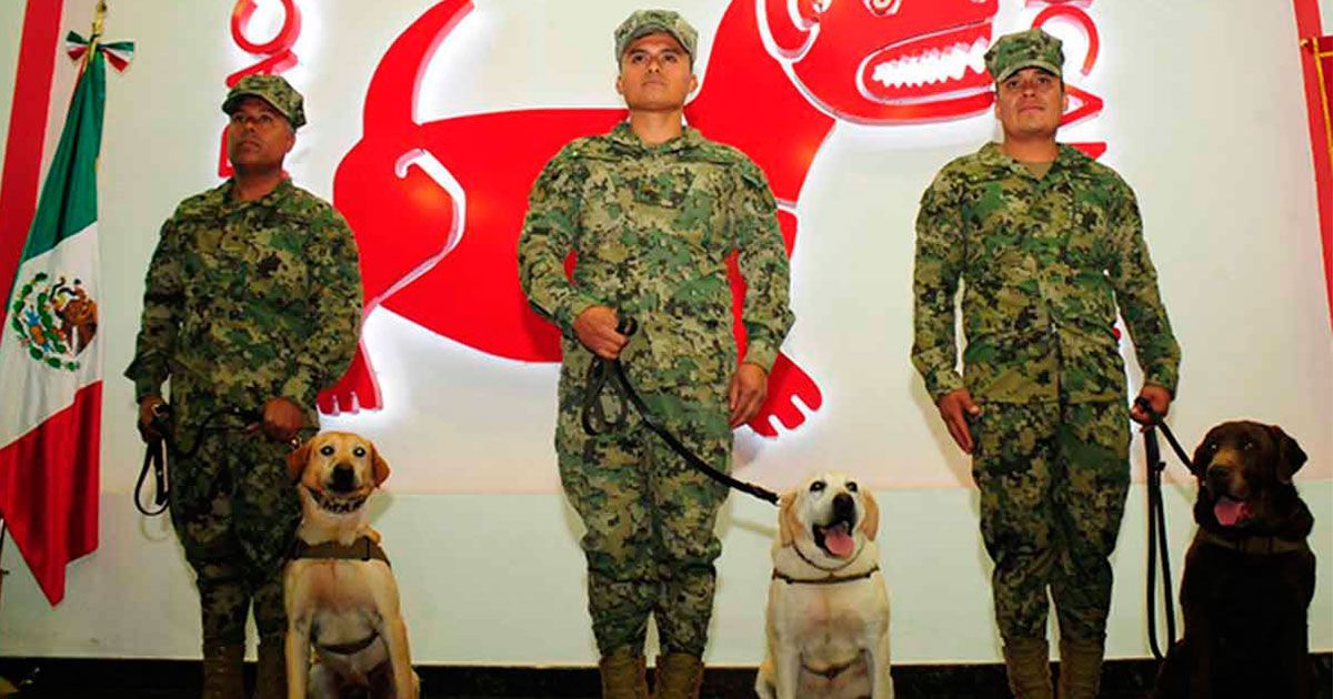 Premian a los mejores caninos