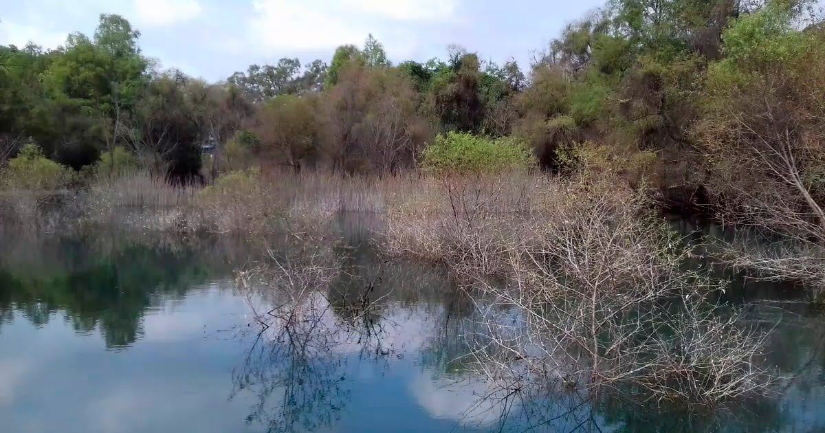 Invitan a jornada de reforestación en El Texcal de Jiutepec