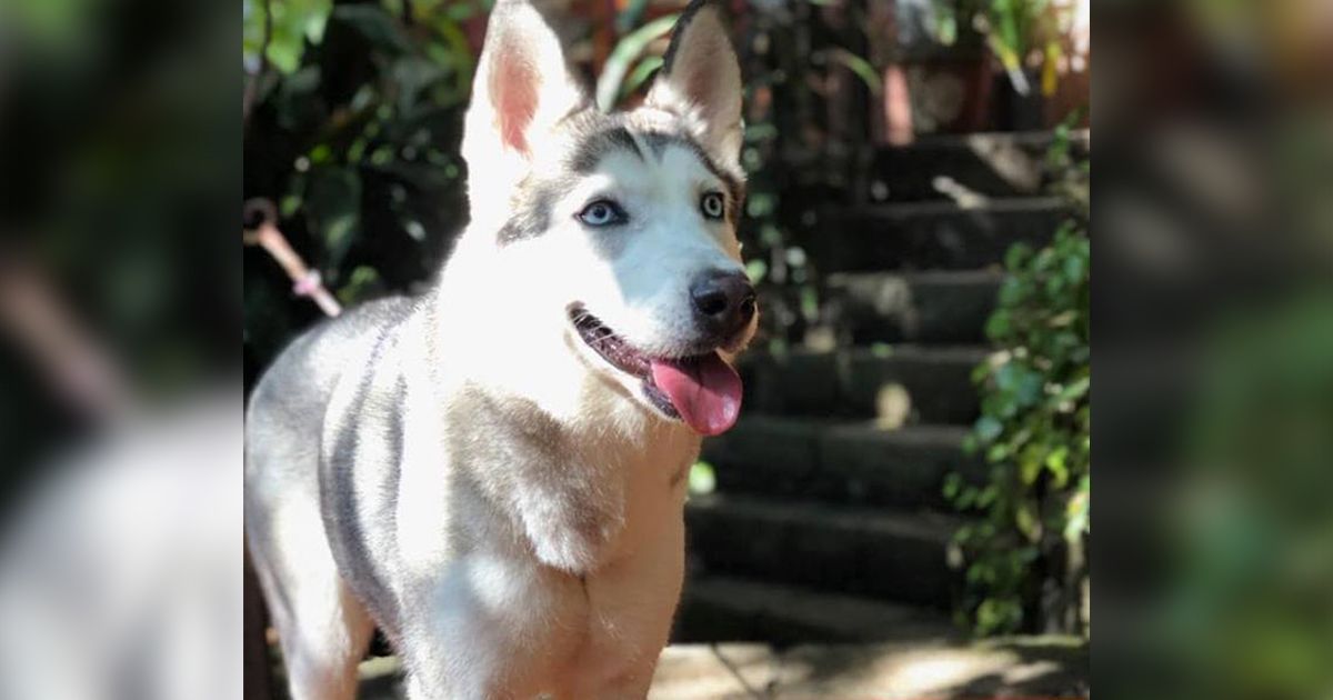 Se extravía “Luna”, el último recuerdo de su papá
