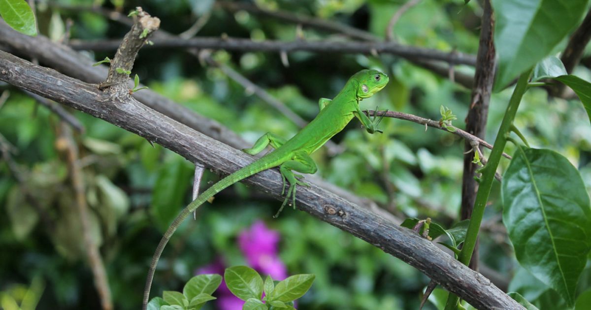 Conoce la biodiversidad de Tetela del Volcán