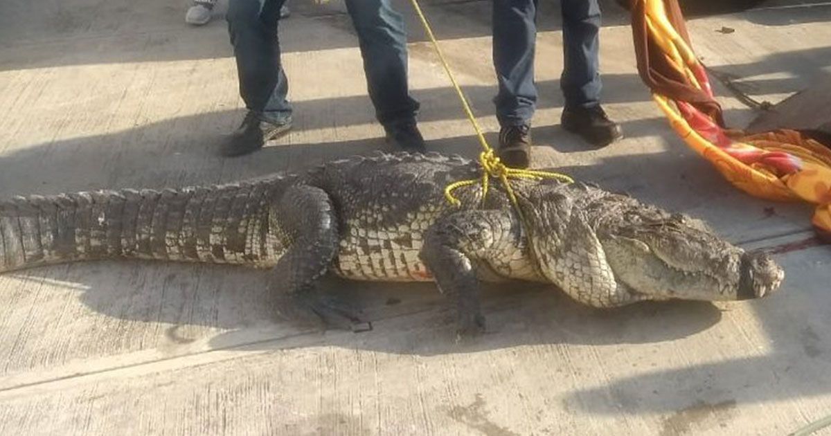 Capturan a cocodrilo en calles de Tamaulipas