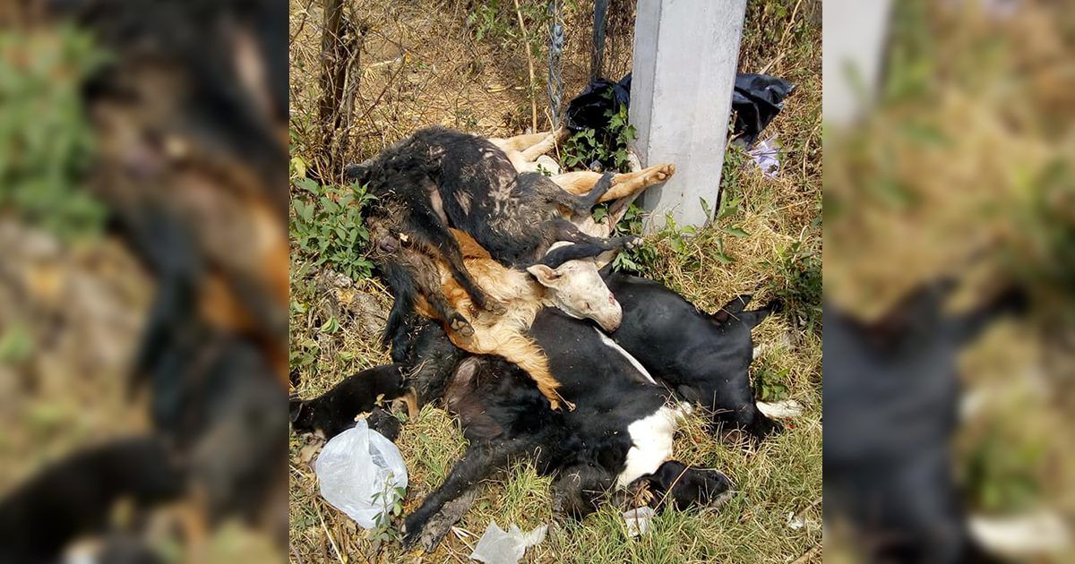 Envenenan y matan a perros en Ocotepec