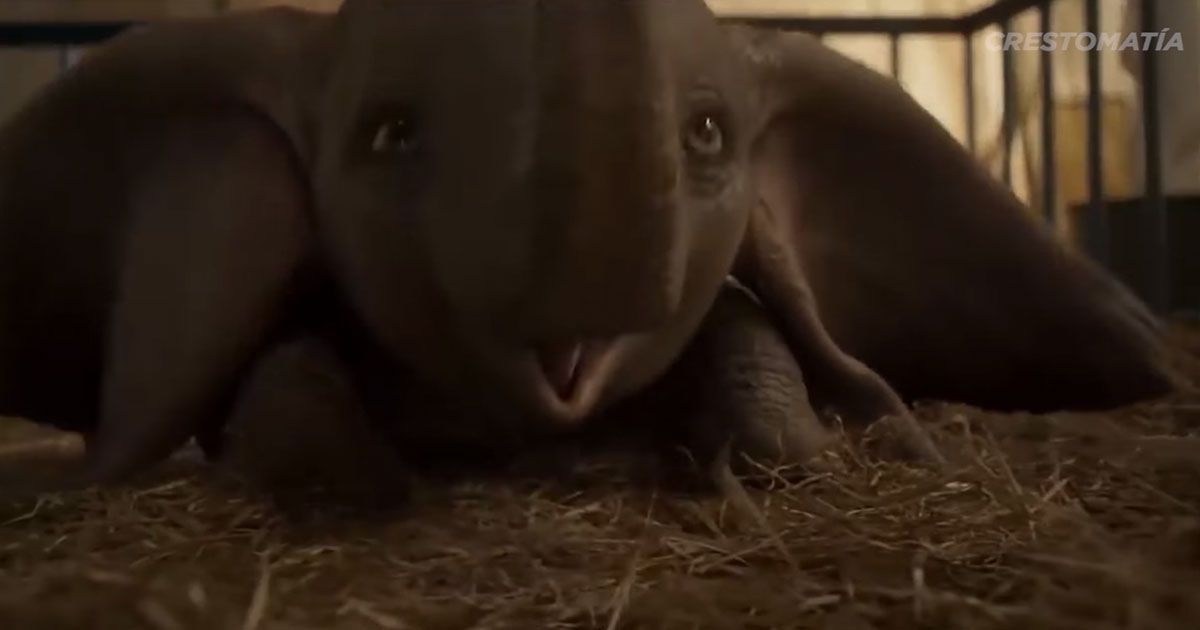 ¡“Dumbo” está dispuesto a robarte el corazón!