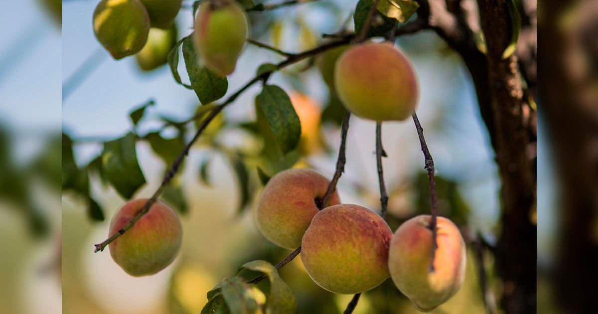 Invertirán en infraestructura para exportar cultivos frutales de Morelos