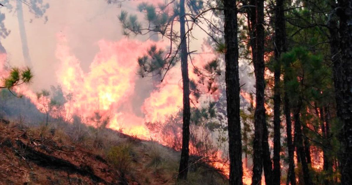 Suman 810 incendios en lo que va del 2019
