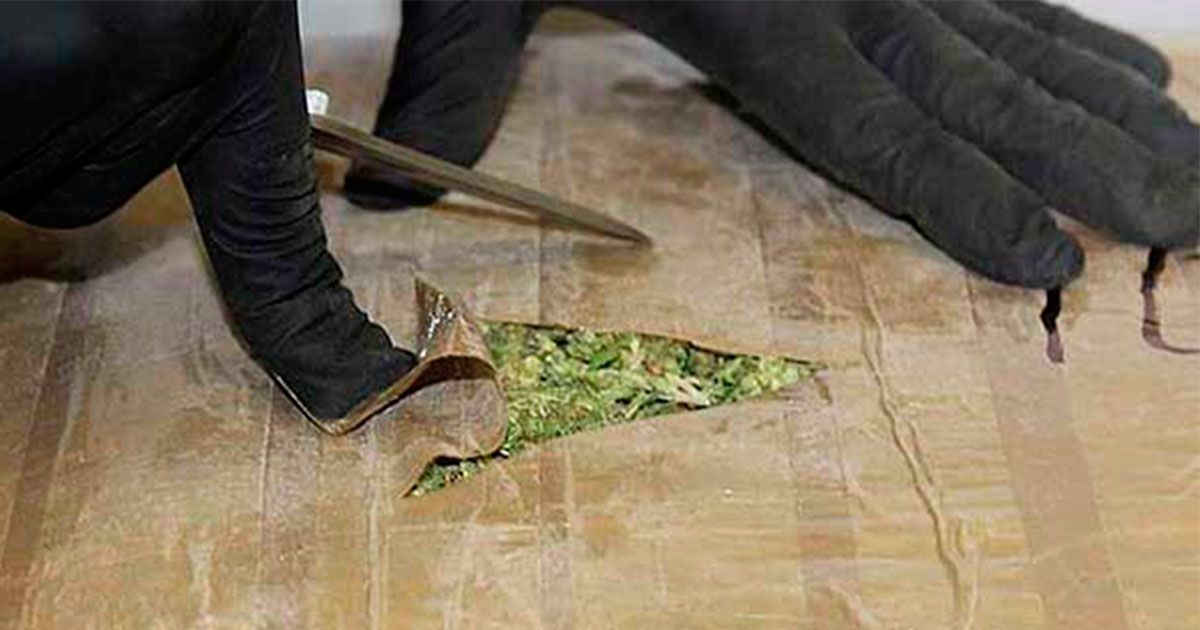 Decomisan 500 kilos de marihuana