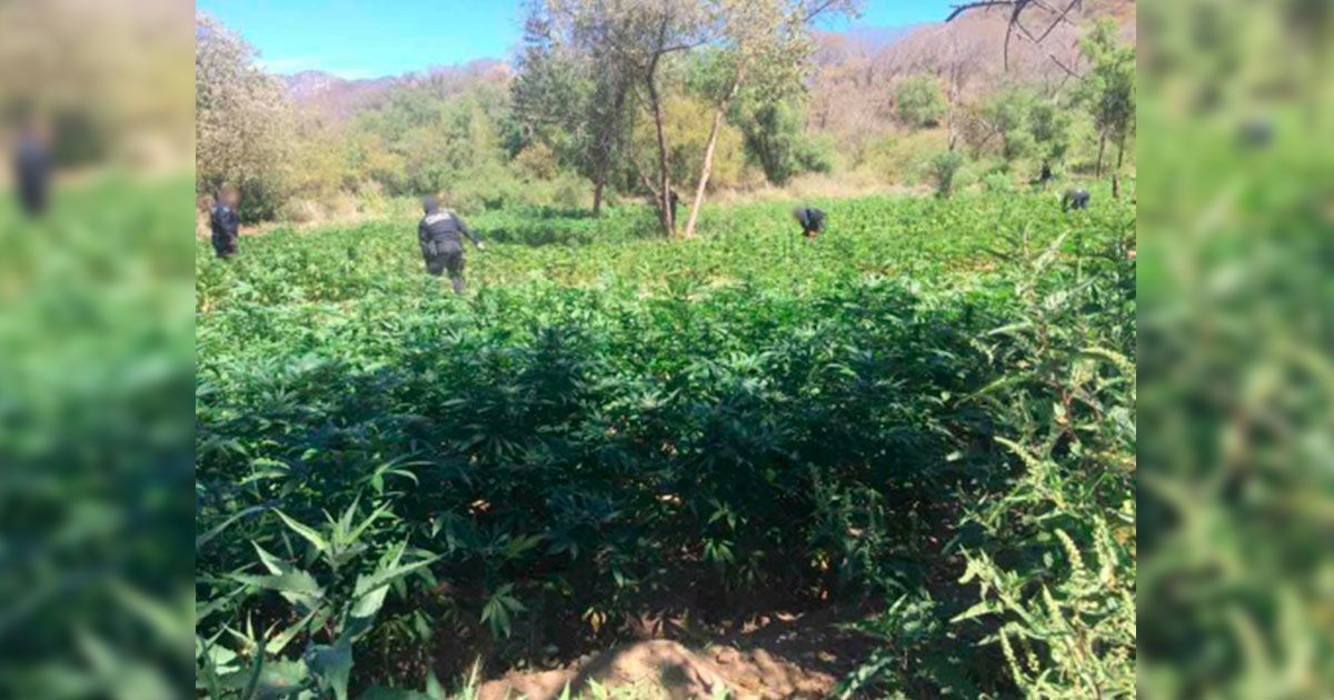 Queman plantíos de marihuana en Sonora