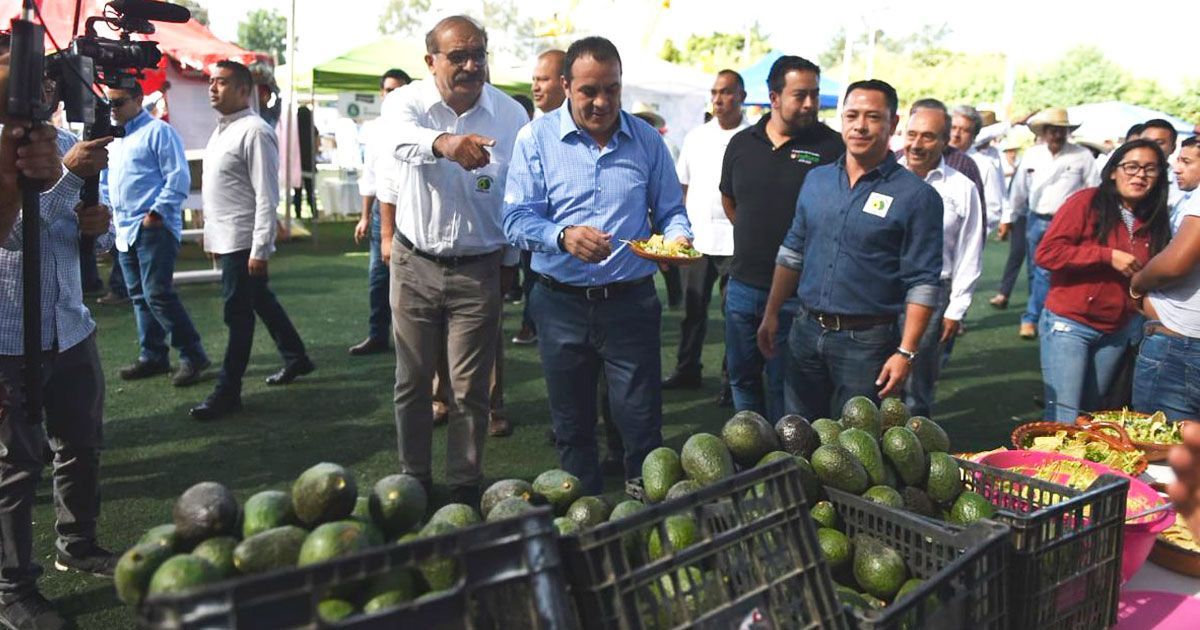 Se compromete Ejecutivo en apoyar a productores de Aguacate en Morelos