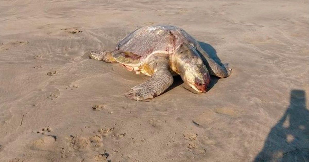 Mueren tortugas en playas de Guerrero