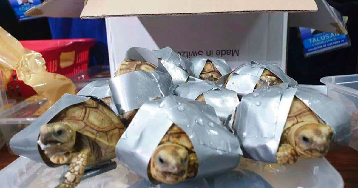 Encuentran 1,500 tortugas en equipaje en Filipinas