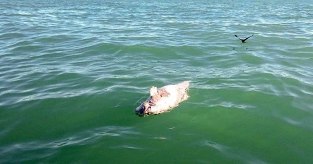 Muere la primera vaquita marina del año
