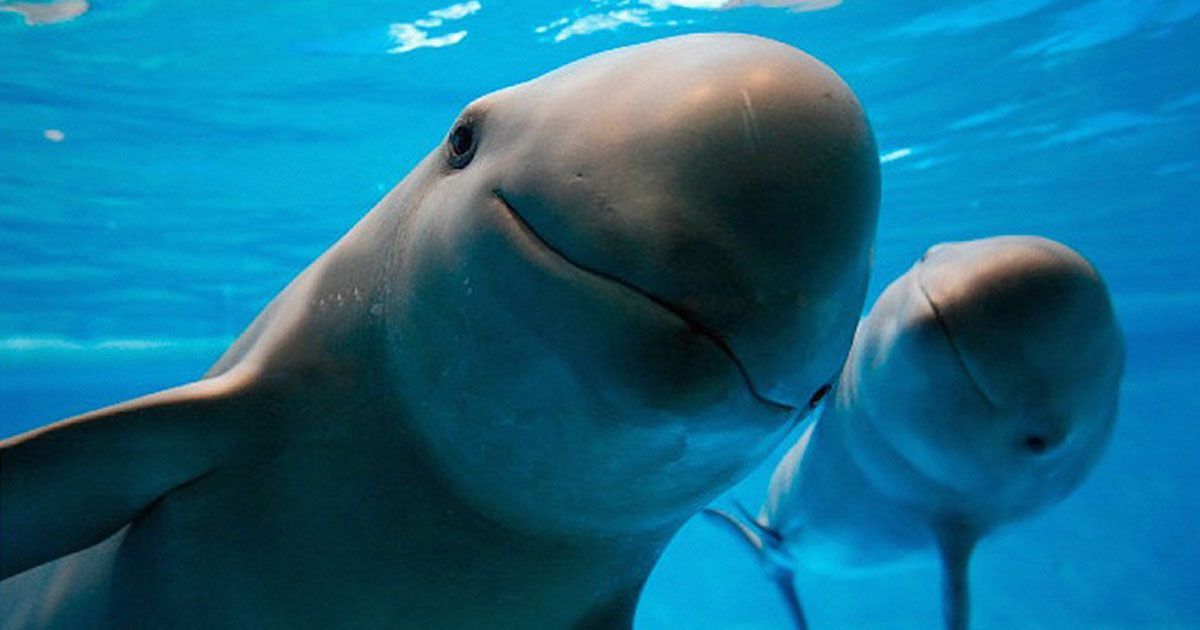 Vaquita marina, a punto de extinguirse