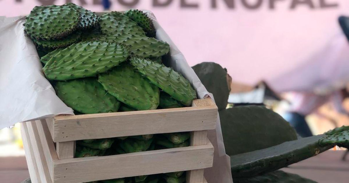 Morelos, principal productor de nopal en México