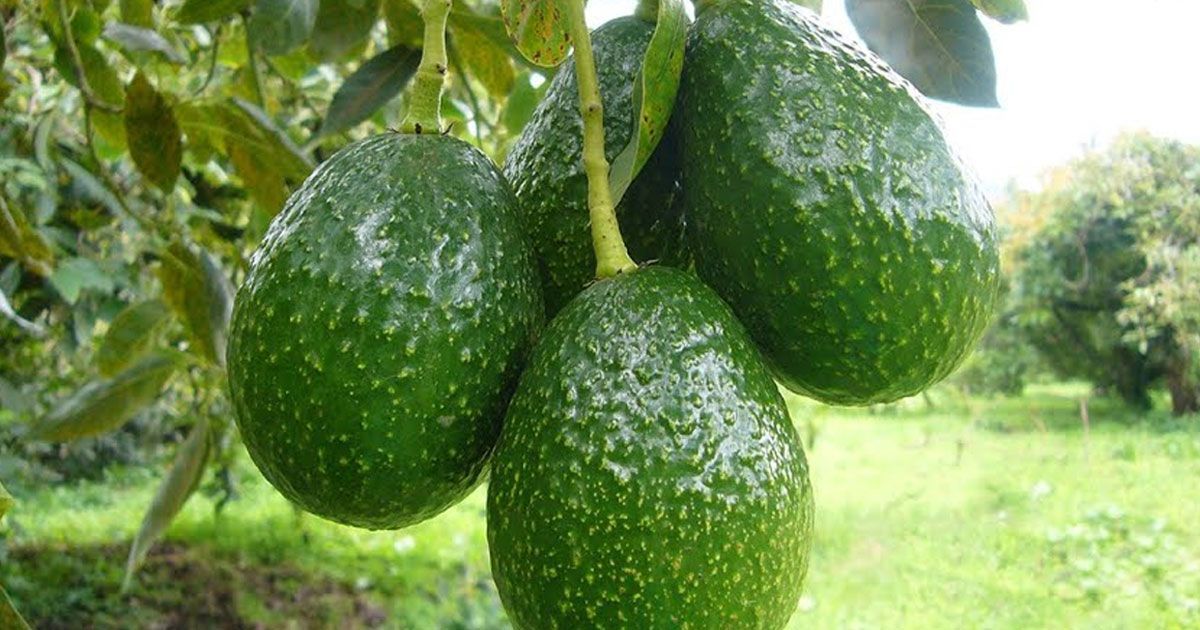 Sin daños en cultivos por el calor