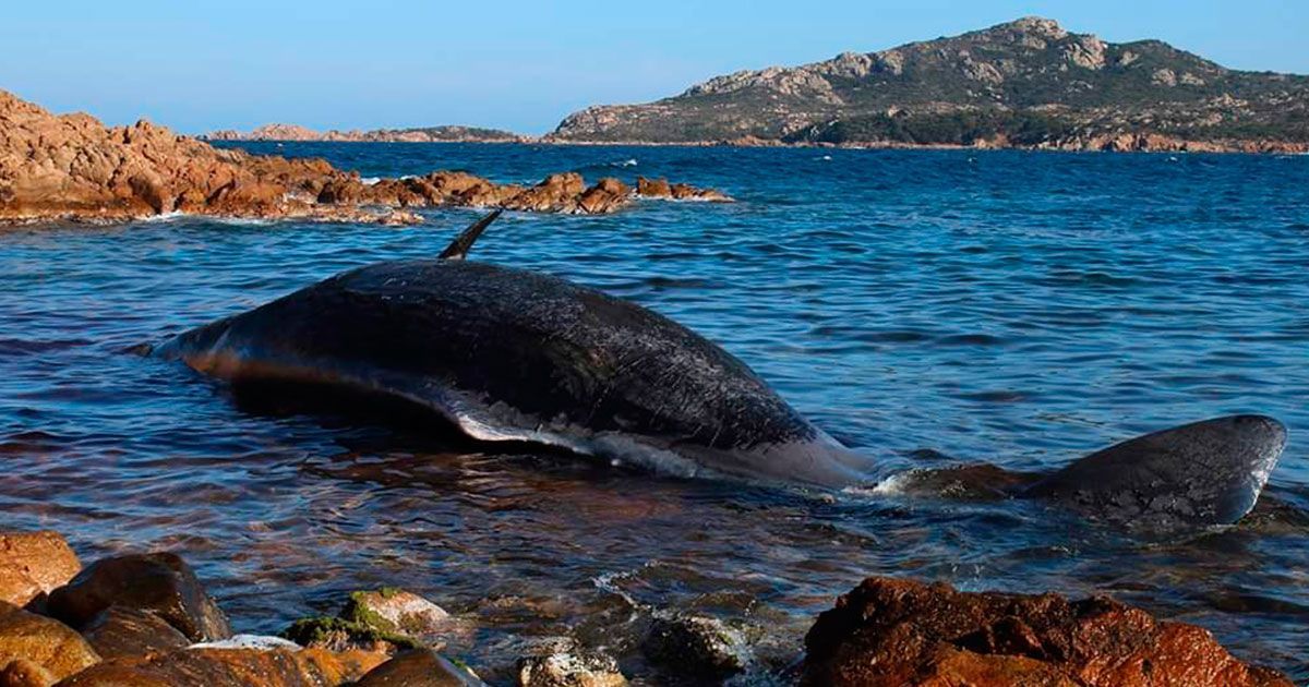 Aparece otra ballena llena de plástico en Italia