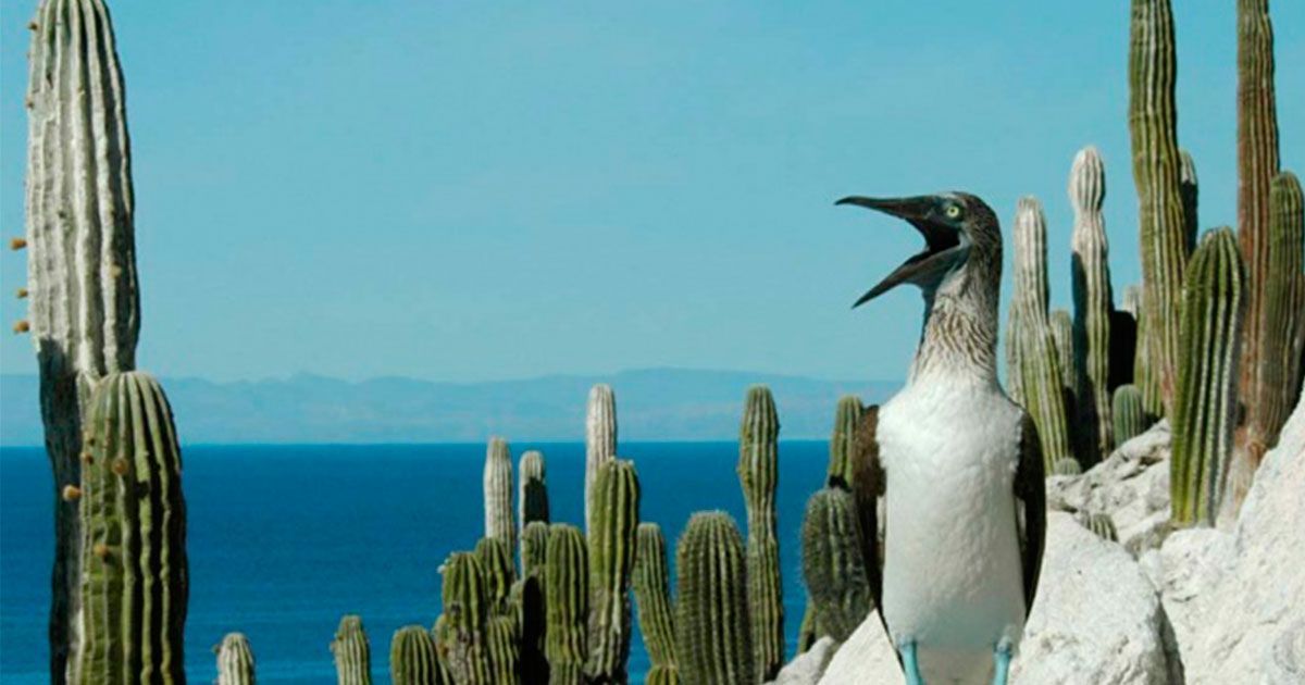 Biósfera Isla San Pedro, dentro de las áreas protegidas