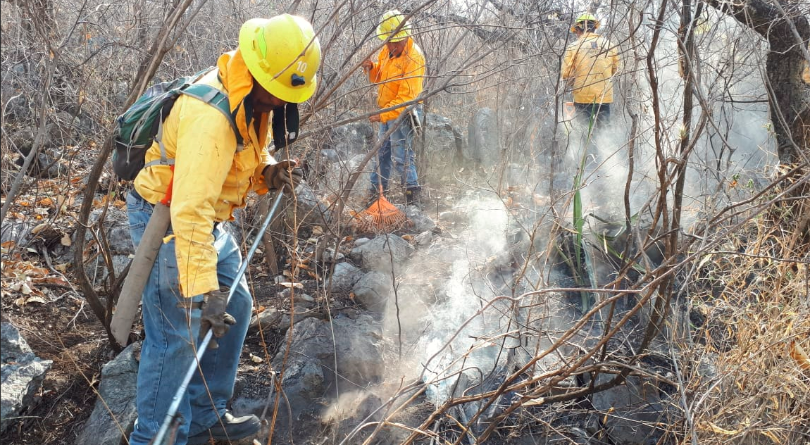 Liquidan brigadas 4 incendios forestales en las últimas horas