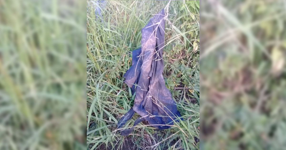 Leones matan a cazador en Sudáfrica