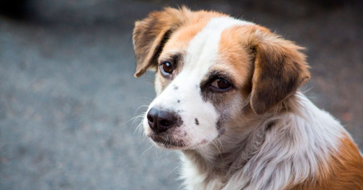 Día Internacional del Perro Callejero