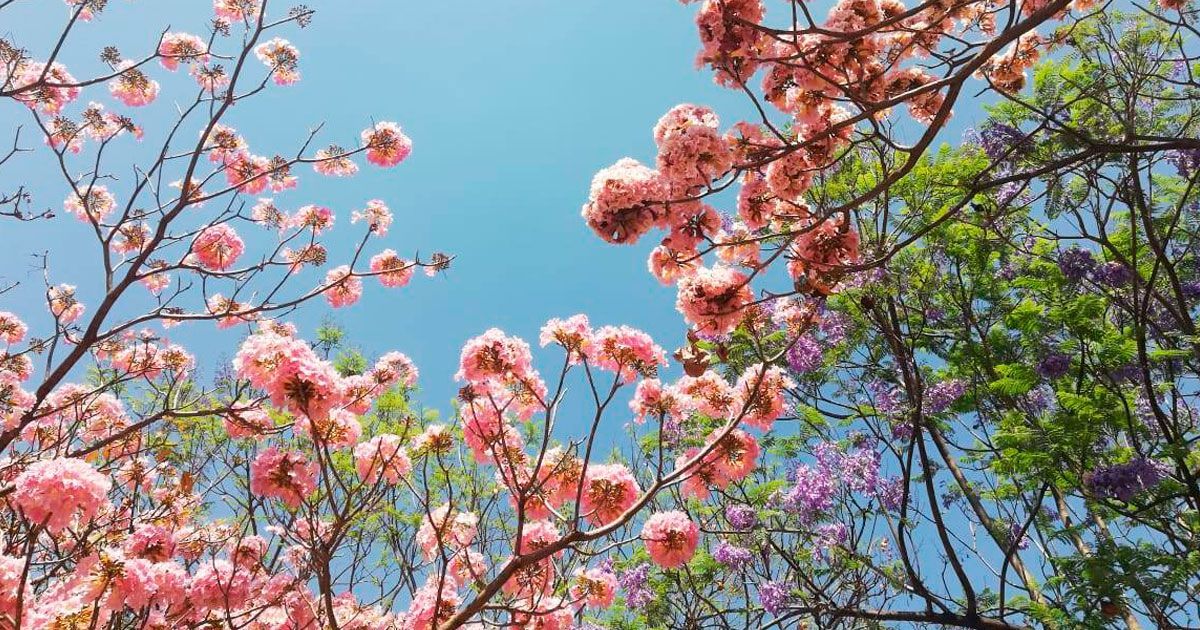 Presentan Festival Cultural “Vive la Primavera” en Cuernavaca