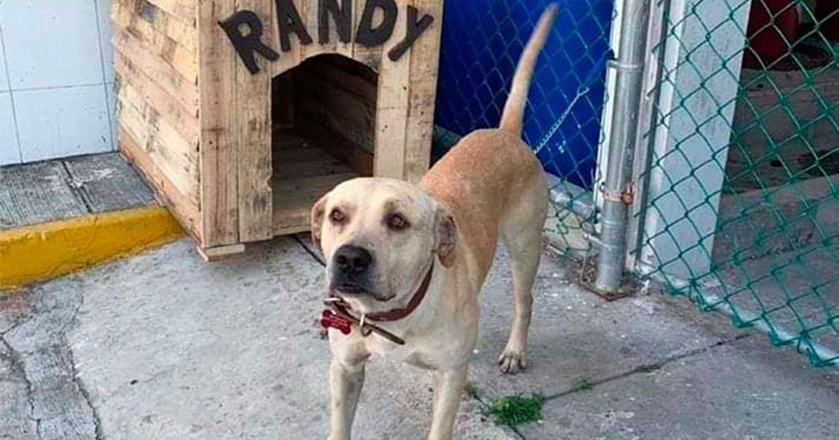 “Randy” necesita ayuda