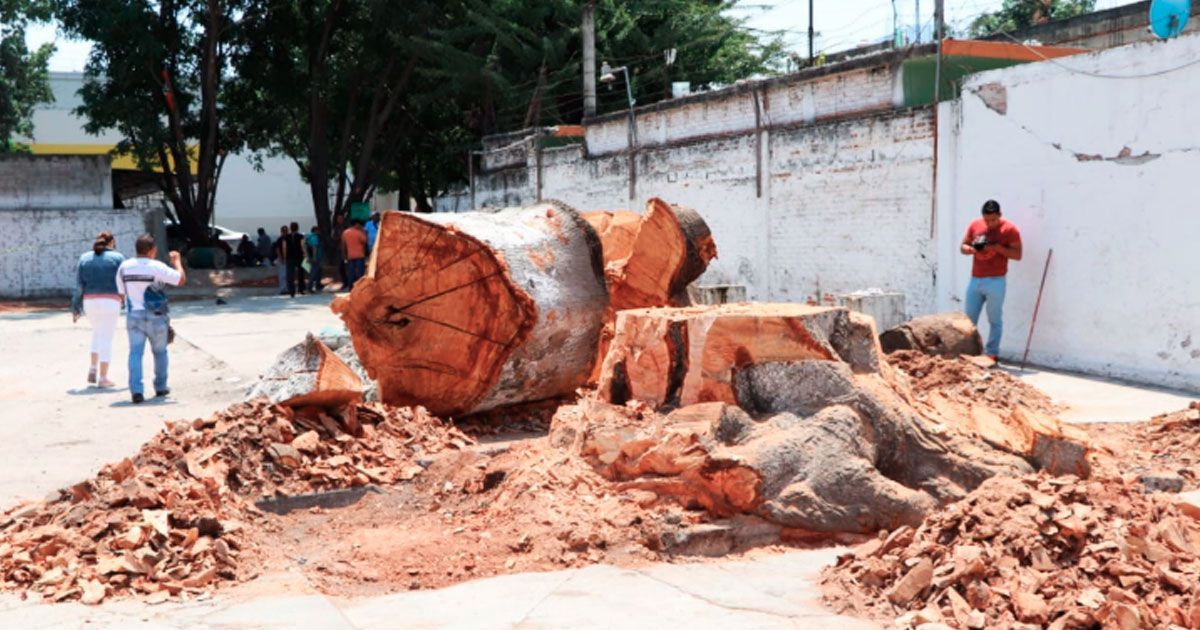 Multarán por talar árboles en Jojutla