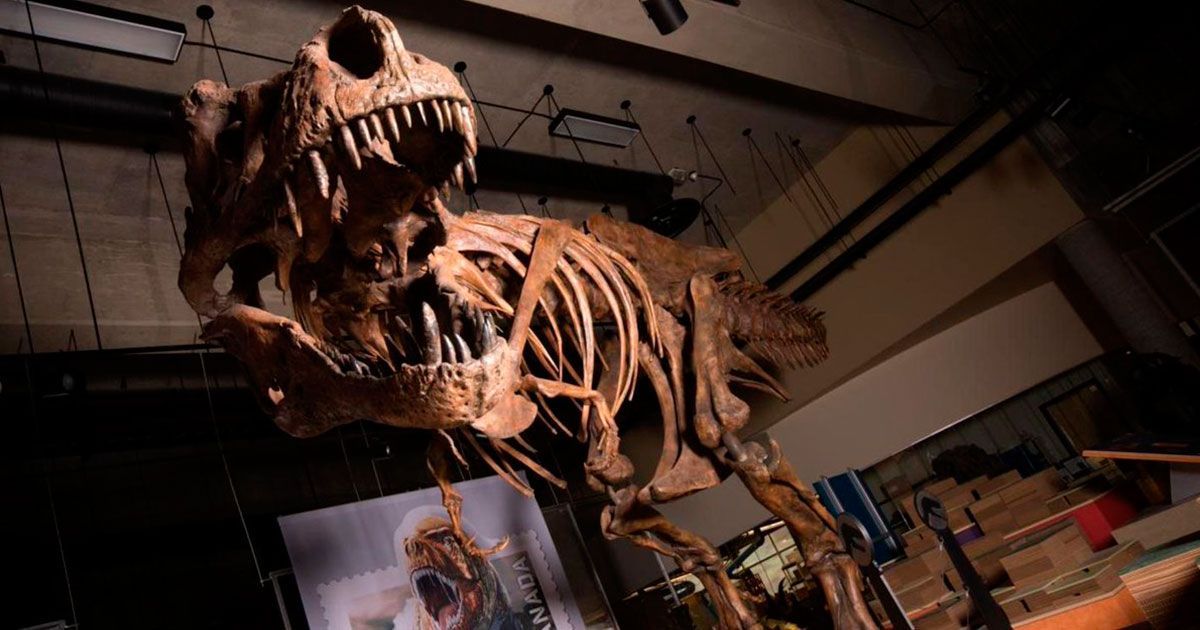 Encuentran fósil de T-Rex más grande del mundo