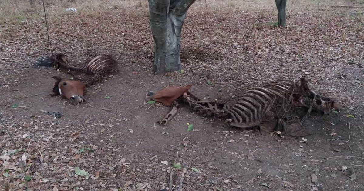 Continúa matanza de animales en Venezuela