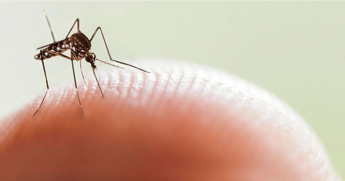 Morelos va contra el Dengue, Zika y Chikungunya