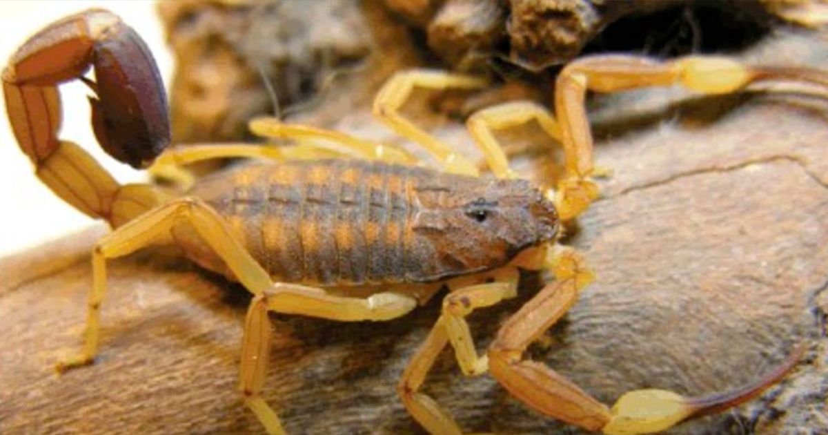 ¡Cuidado con los alacranes!