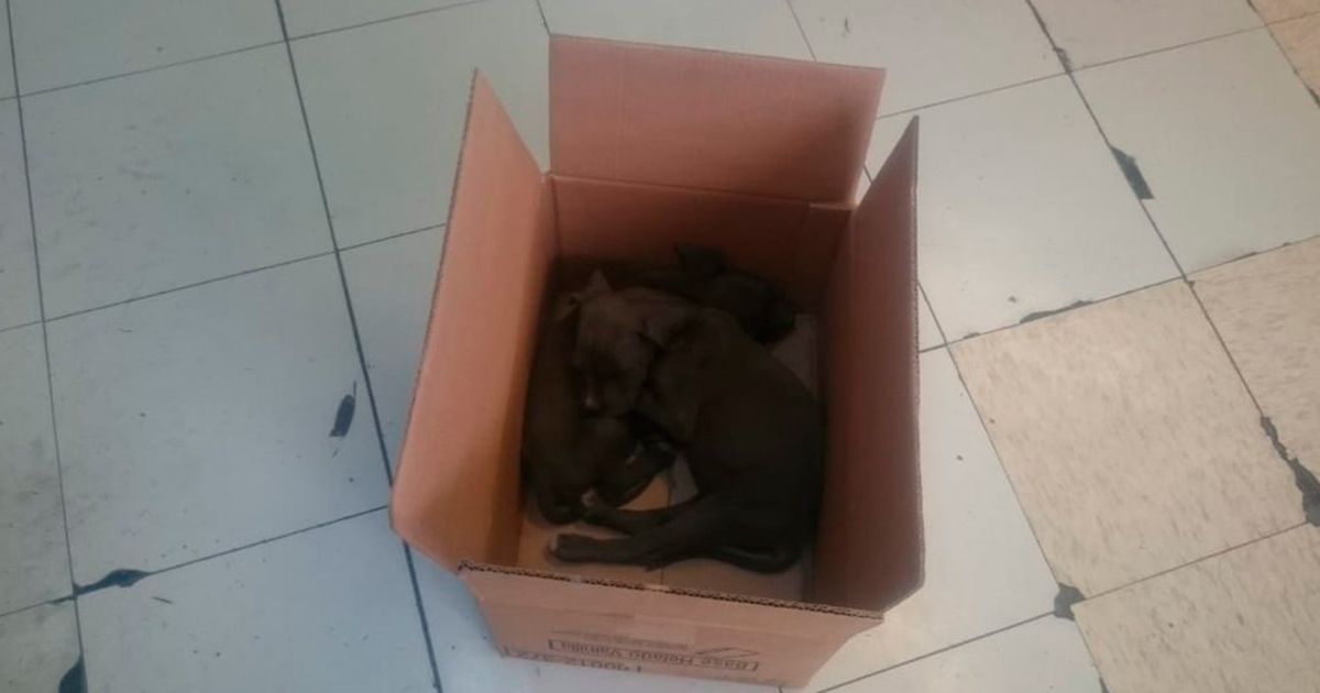 Abandonan cachorros en el Metro CDMX