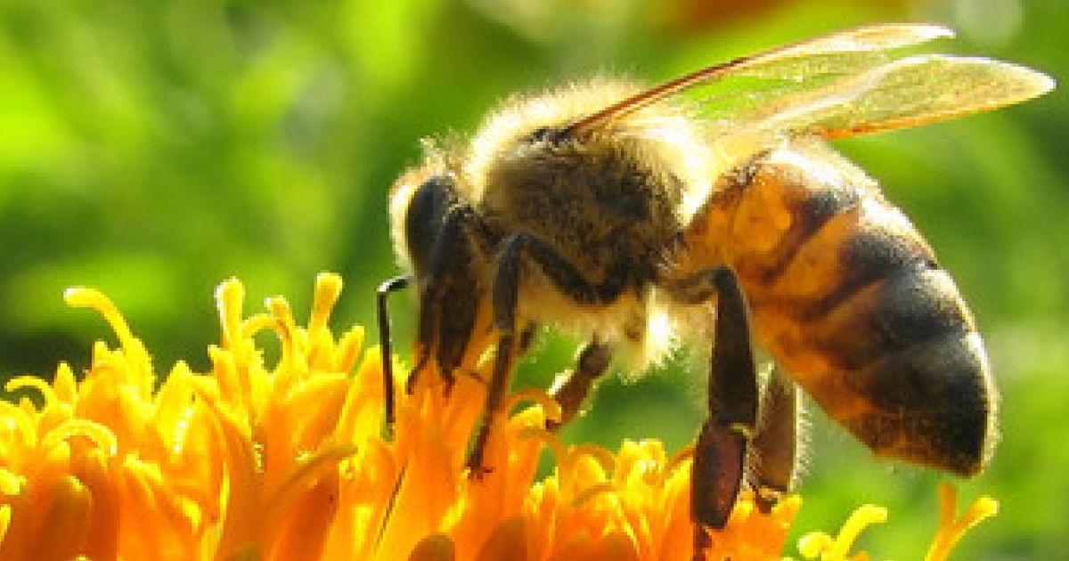 Sin las abejas no hay vida