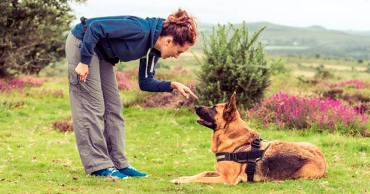 Crean licenciatura para ser entrenador de perros