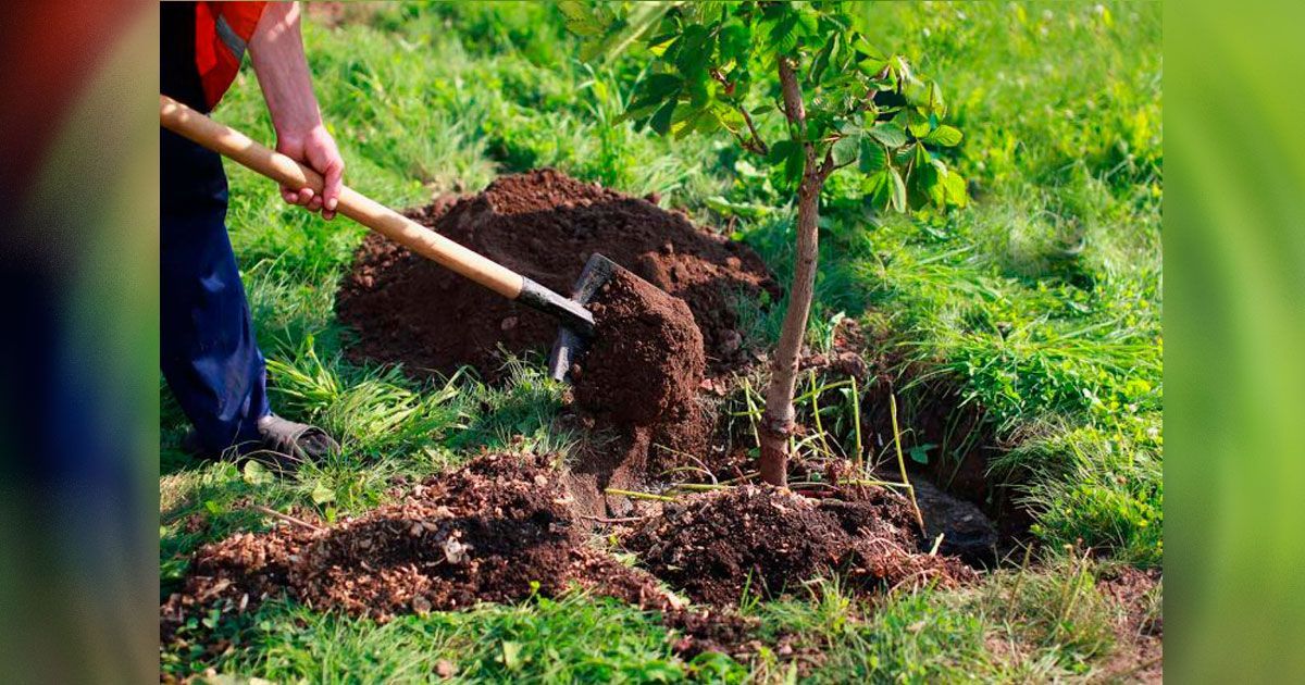 Reforestan con 600 árboles el Área Natural Protegida “Las Estacas”