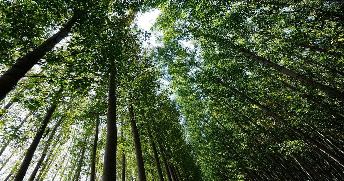 Cambio climático reduce vida de árboles