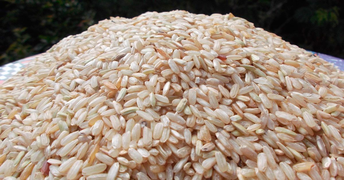 Reforzarán cultivos de arroz en Morelos