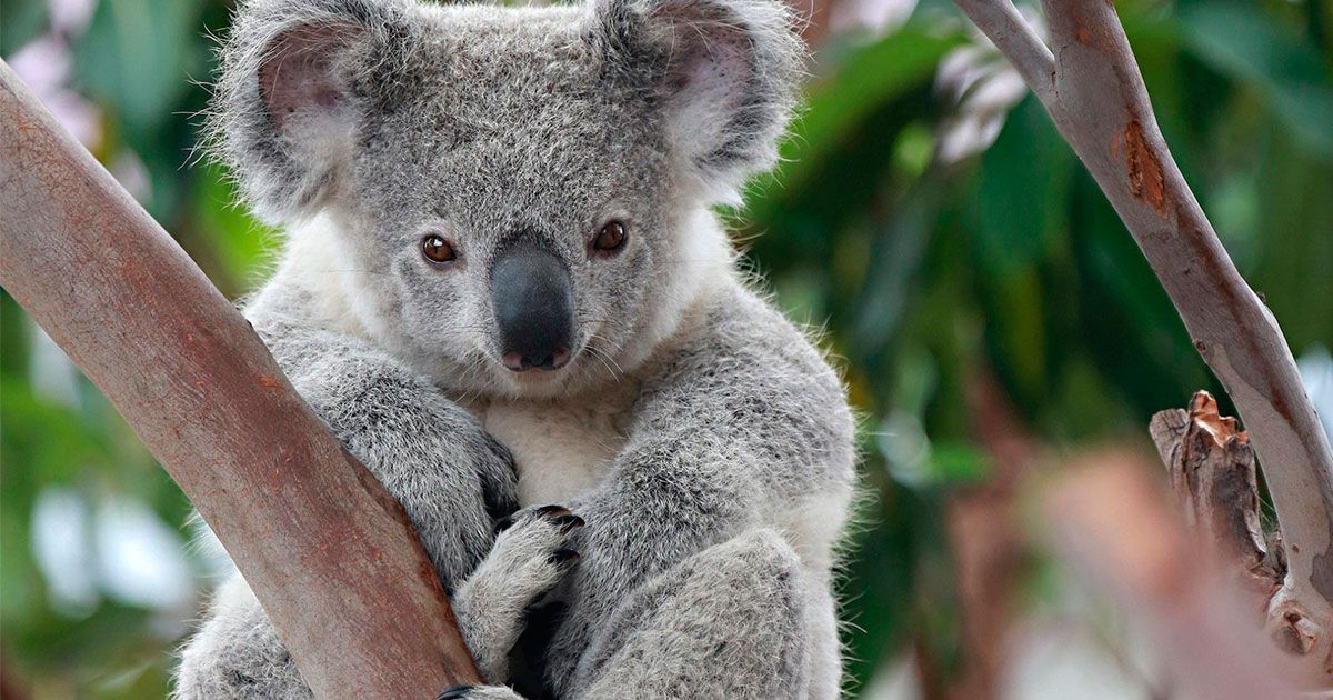 Koalas se extinguen “virtualmente”