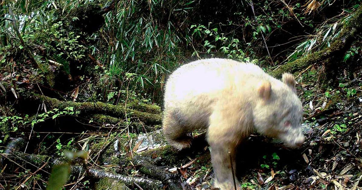 Descubren panda albino en China
