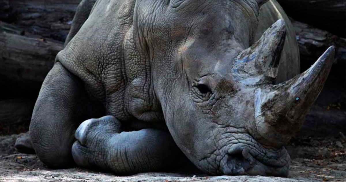 Muere el último rinoceronte en Sumatra