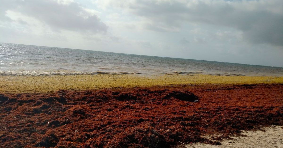 Sargazo mata especies marinas en costas de México