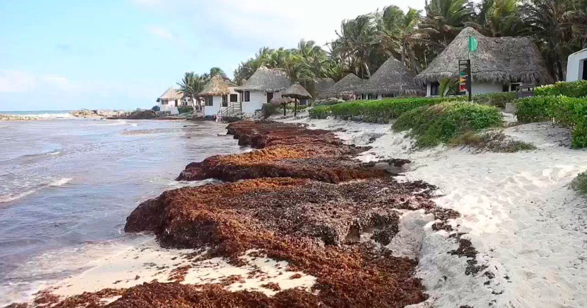Reaparece sargazo en playas del Caribe