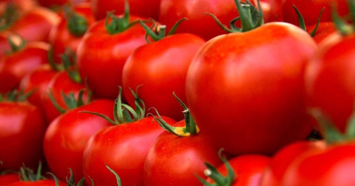 Tomates pagarán arancel a Estados Unidos