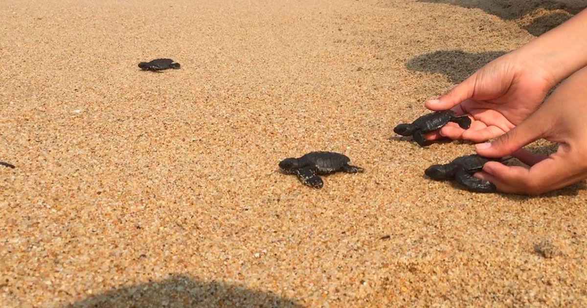 El difícil viaje de una tortuga